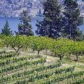 vineyards and orchards Osoyoos Okanagan