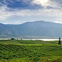 fruit orchard near Osoyoos