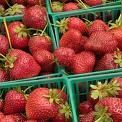 Basket of organic strawberries