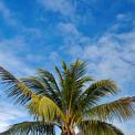 coconut palm tree against blue sky with clouds