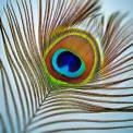 close-up of a peacock feather with shallow depth of field 