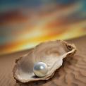 pearl in oyster shell