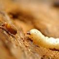 Mountain Pine Beetle and Larvae