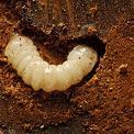 Mountain Pine Beetle Larvae