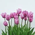 pink tulip flowers on white 