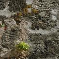 Plant growth on a coral wall