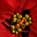 Poinsettia Flower