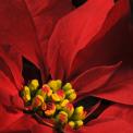 Poinsettia Flower