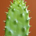 Prickly Pear Cactus