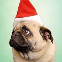 pug dog wearing santa hat