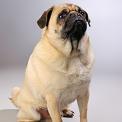 portrait of pug dog