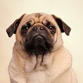 portrait of pug dog