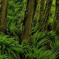 mossy trees in a coastal rain forest