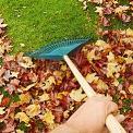 raking leaves