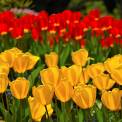 rows of brightly colored tulips