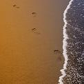 solo footprints along water edge