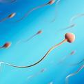 sperm