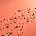 sperm