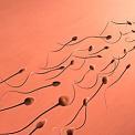 sperm