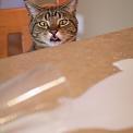 cat looking at spilt milk