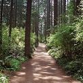 path through woods