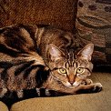 cat lying on the sofa