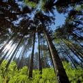 looking up through trees