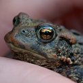 hand holding toad