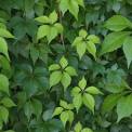 Virgina Creeper, (Parthenocissus quinquefolia), Kamloops, British Columbia, Canada.