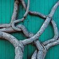 intertwining tree limbs