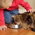 girl feeding cat